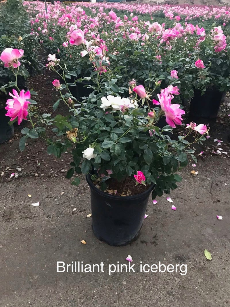 Photo for Rosa 'Brilliant Pink Iceberg' (Brilliant Pink Iceberg Shrub Rose)