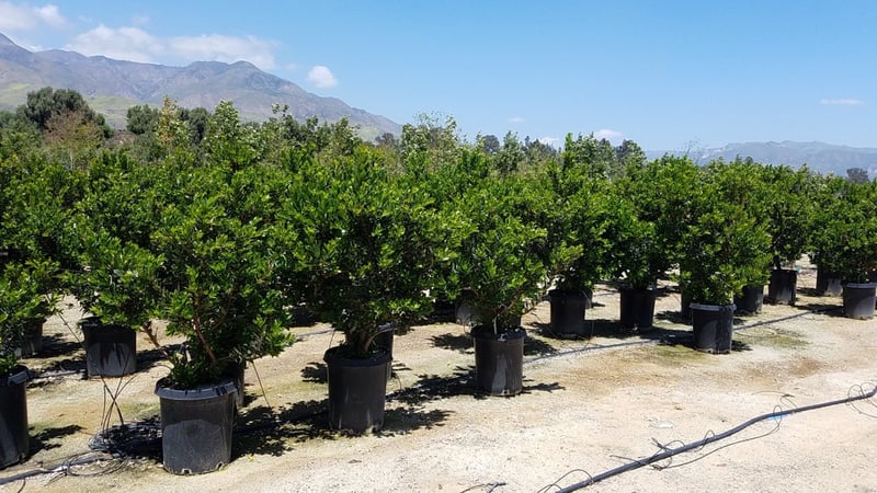 Photo for Arbutus unedo ‘Compacta’ (Dwarf Strawberry Tree)