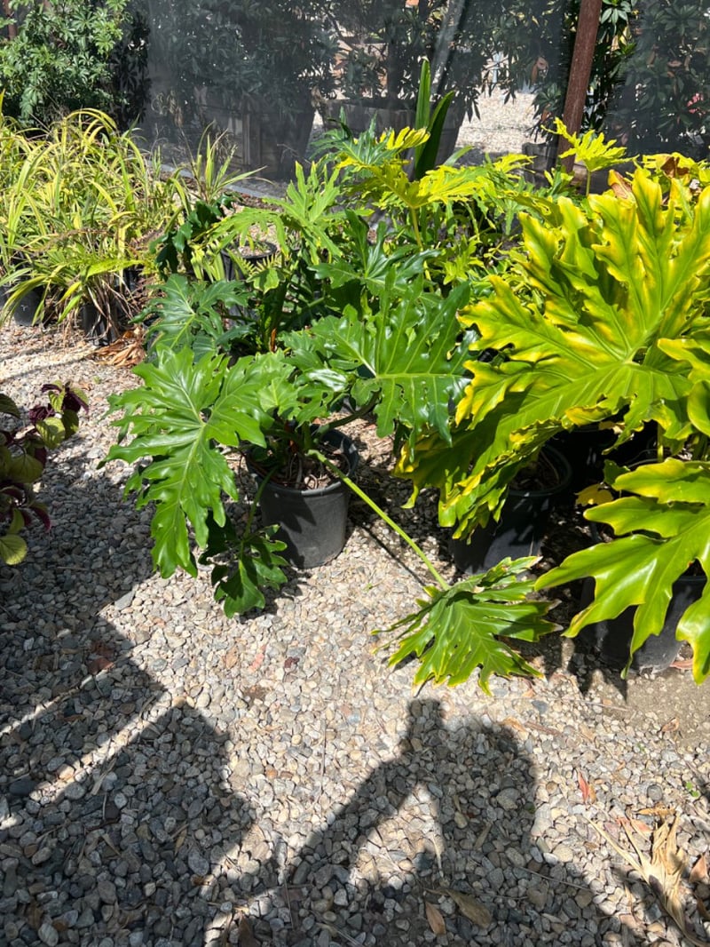 Photo for Philodendron selloum (Tree philodendron)