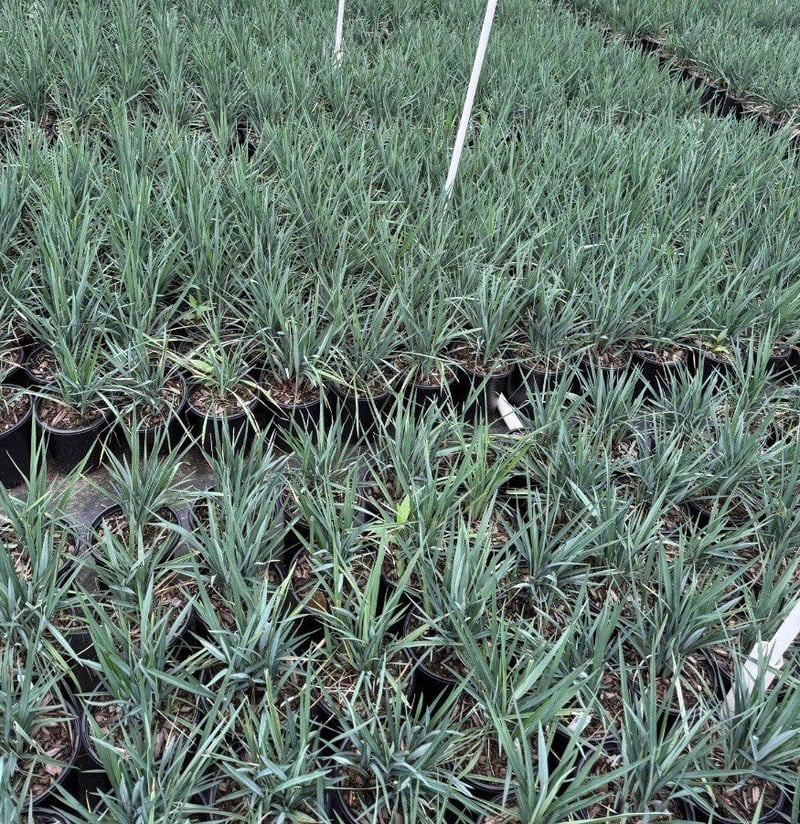 Photo for Dianella revoluta 'Little Rev' (Little Rev Flax Lily)