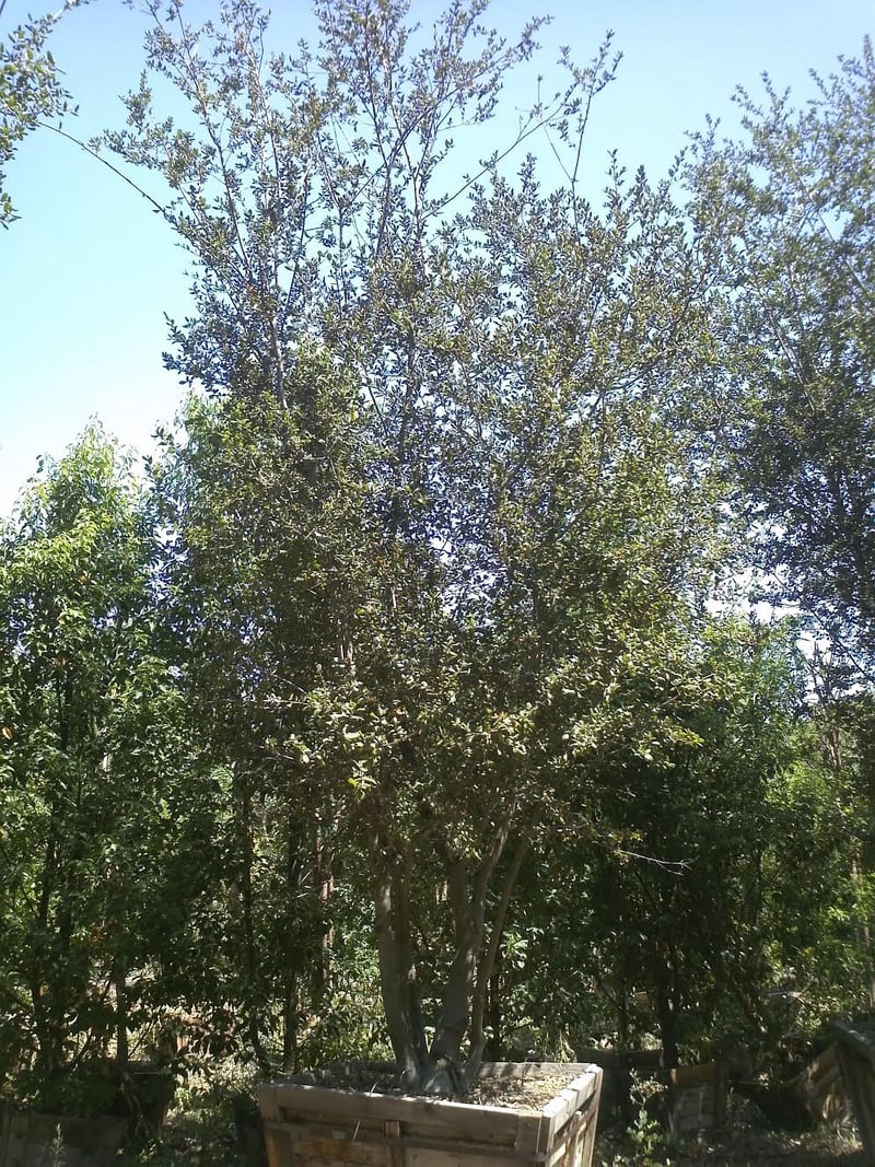 Photo for Quercus agrifolia (Low Branching) (Coast Live Oak)