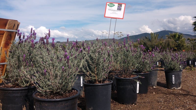 Photo for Lavandula stoechas 'Otto Quast' (Otto Quast Spanish Lavender)
