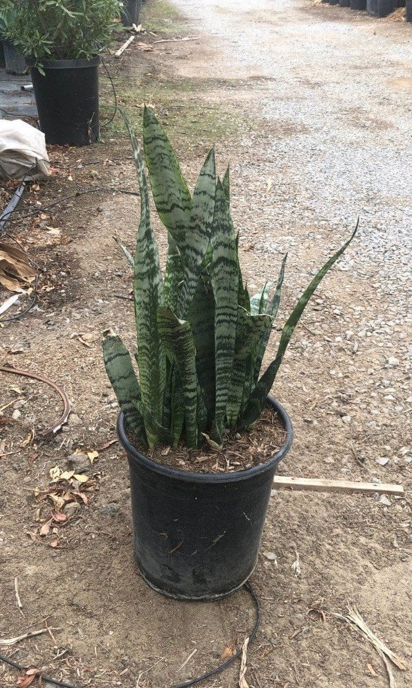 Photo for Sansevieria trifasciata (Snake Plant, Mother-in-Law's Tongue)