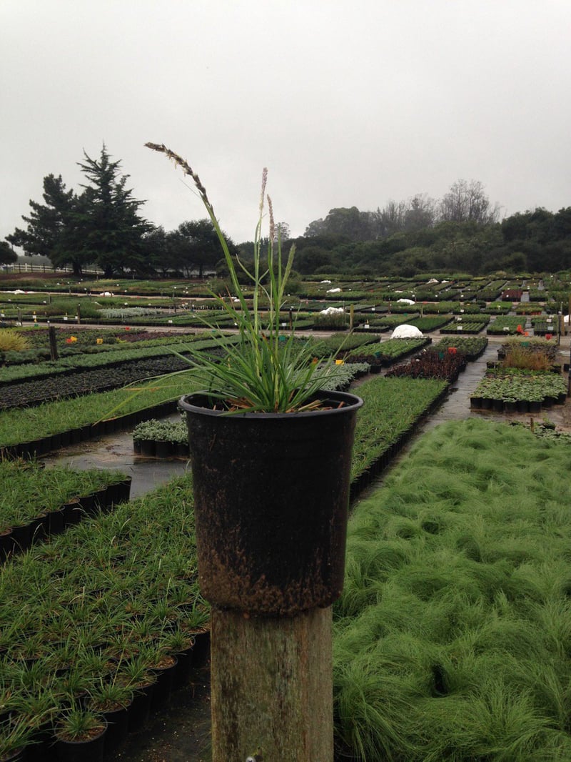 Photo for Sesleria autumnalis 'Campo Verde' (Campo Verde Autumn Moor Grass)