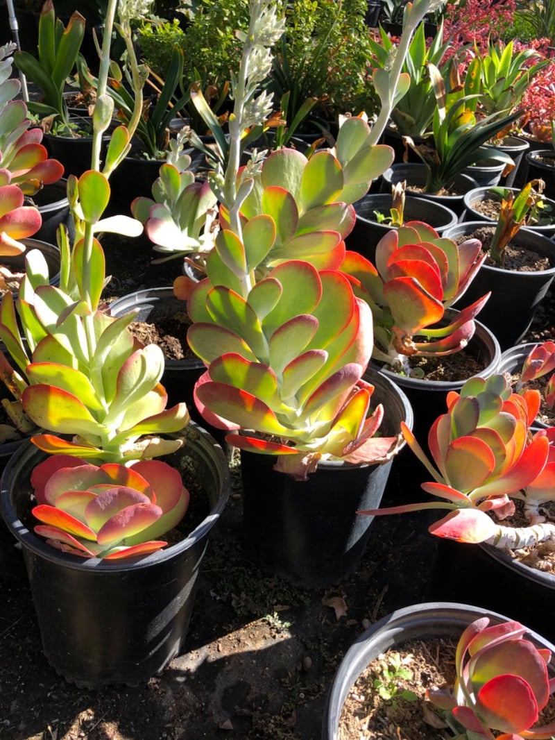 Photo for Kalanchoe thyrsiflora (Paddle Plant)