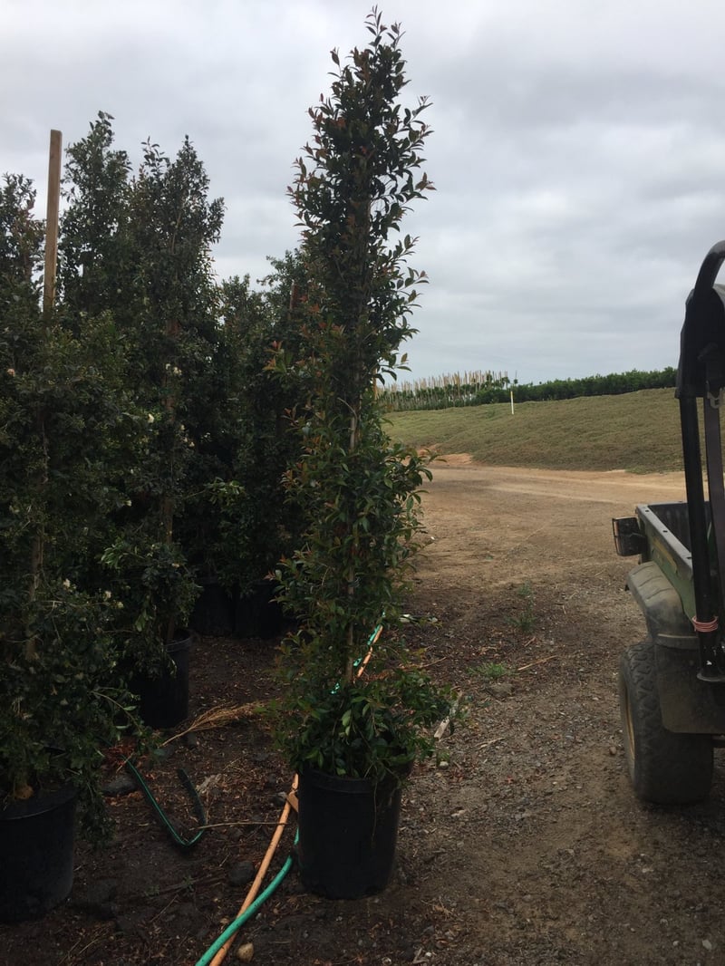 Photo for Eugenia myrtifolia 'Monterey Bay' (Syzygium) (Monterey Bay Australian Brush Cherry)