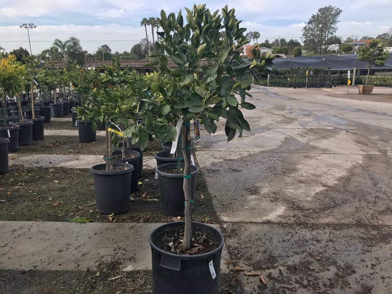 Photo for Citrus x 'Minneola' (Minneola Tangelo)
