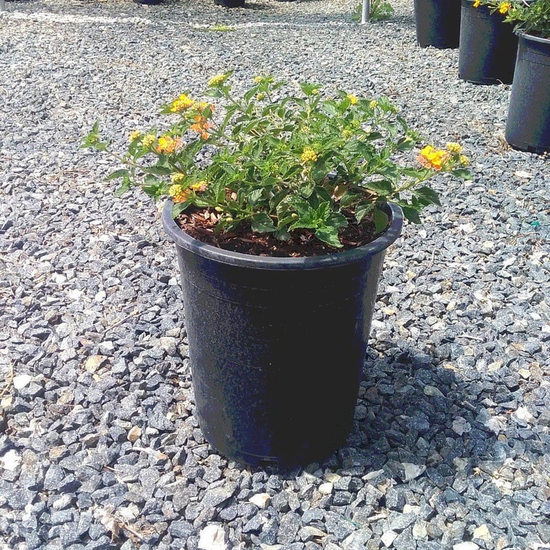Photo for Lantana 'Monet' (Spreading Sunset Lantana)