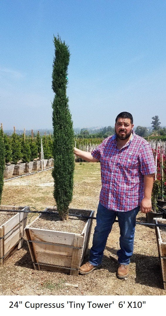 Photo for Cupressus sempervirens 'Monshel'/'Dwarf' (Dwarf Italian Cypress)
