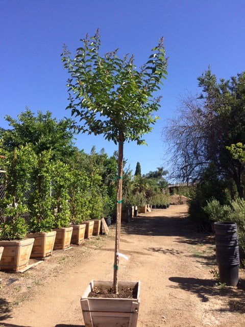 Photo for Lagerstroemia x 'Tuskeegee' (Standard) (Tuskeegee Pink Crape Myrtle)