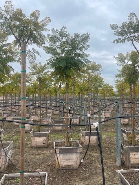 Photo for Jacaranda mimosifolia (Standard) (Jacaranda)