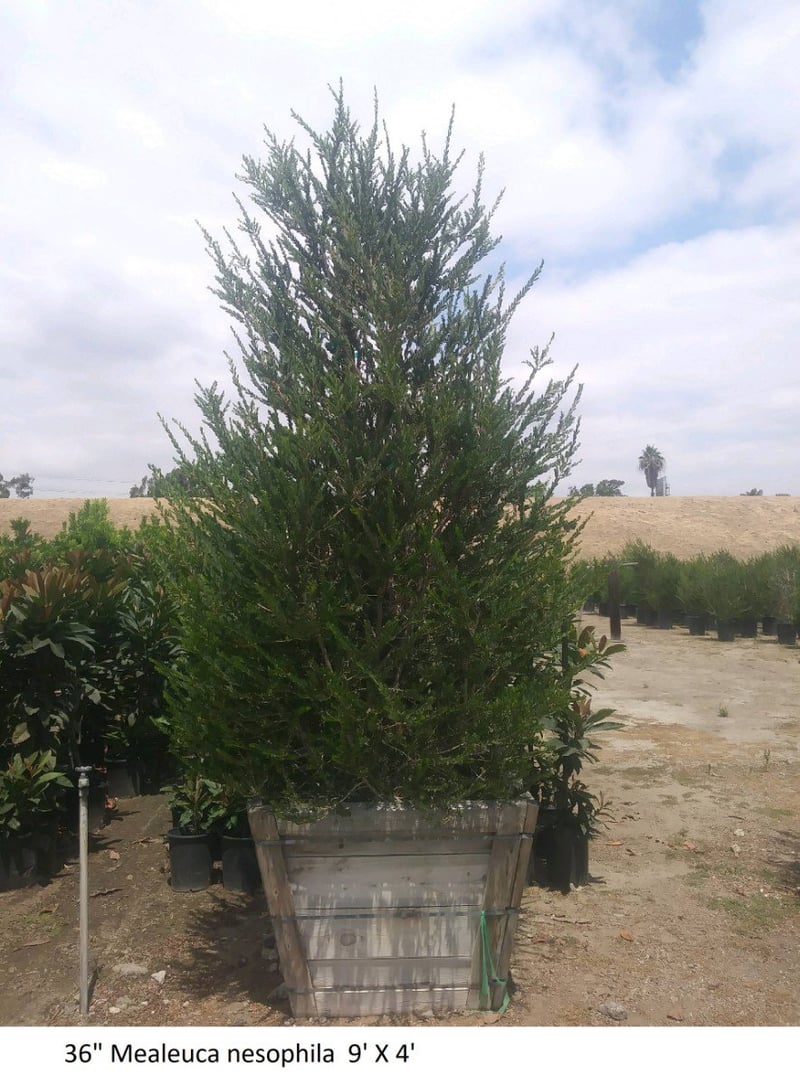 Photo for Melaleuca nesophila (Low Branch) (Pink Melaleuca)