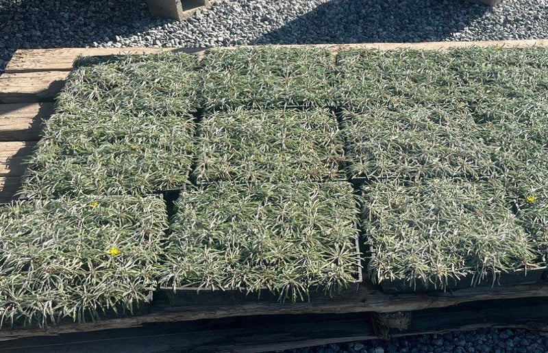 Photo for Dymondia margaretae (Silver Carpet)