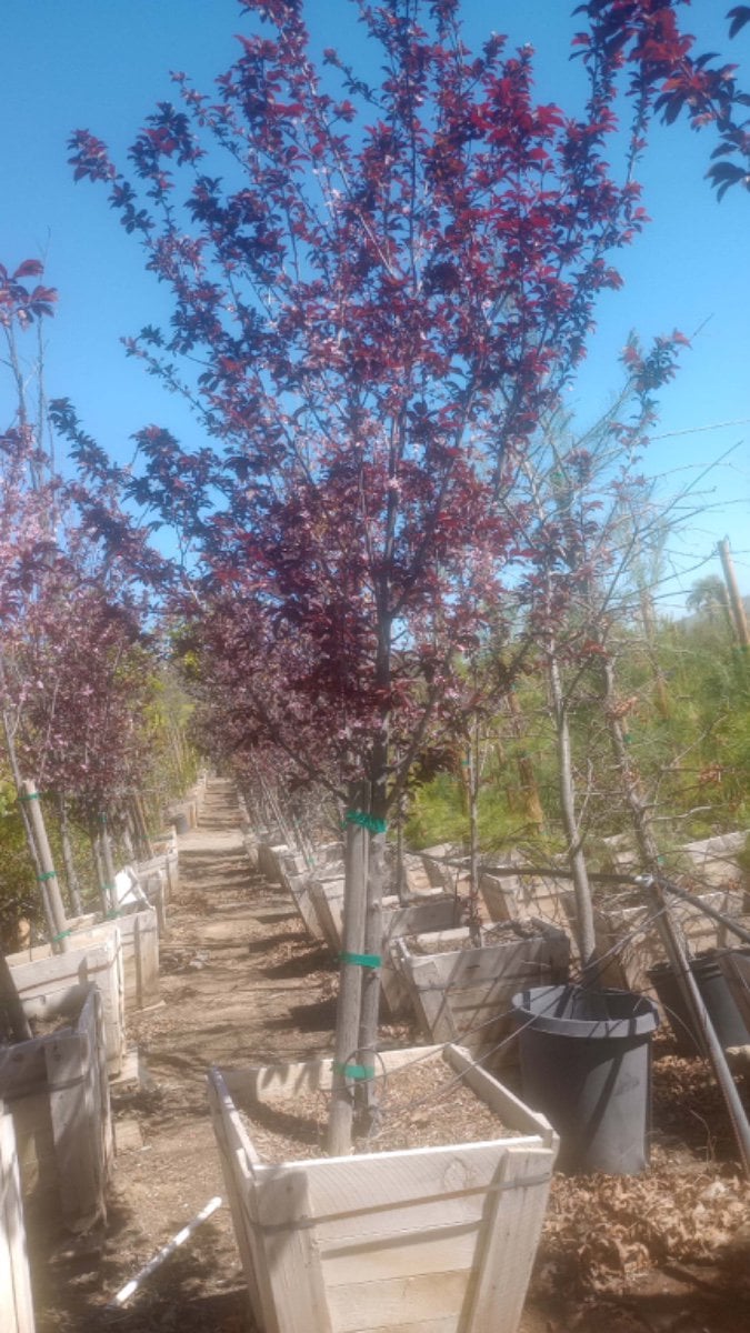 Photo for Prunus cerasifera 'Krauter Vesuvius' (Krauter Vesuvius Cherry Plum)