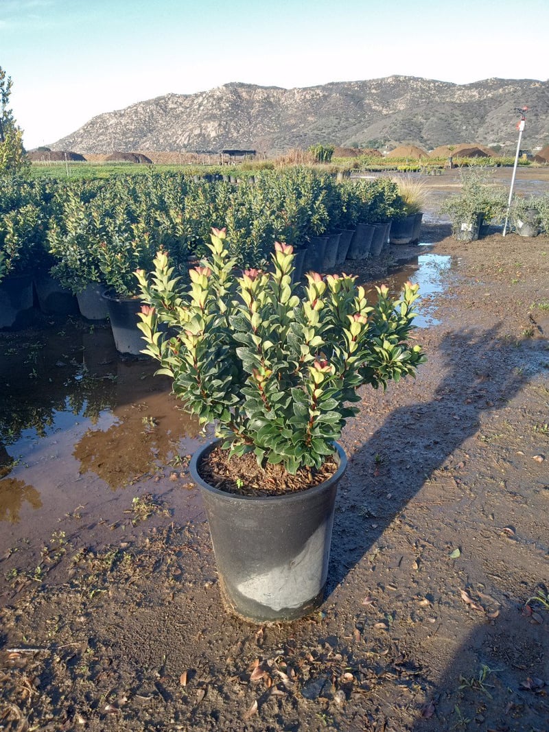 Photo for Rhaphiolepis umbellata 'Minor' (Dwarf Yedda Hawthorn)