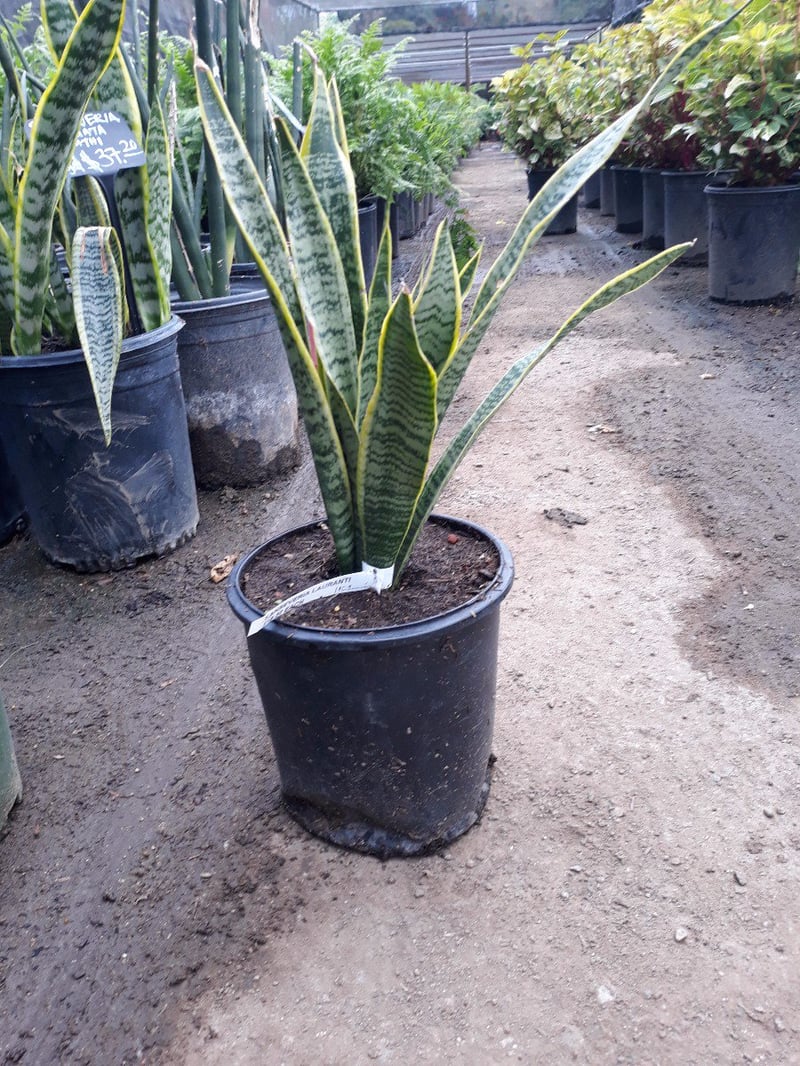Photo for Sansevieria trifasciata 'Laurentii' (Striped Mother-in-law's Tongue)