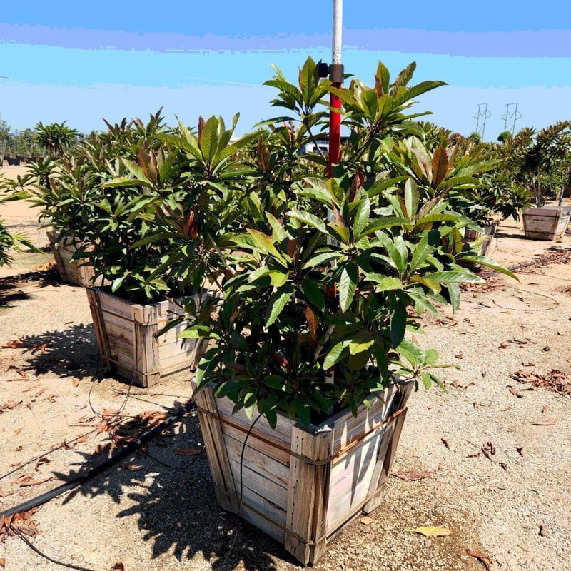 Photo for Eriobotrya deflexa (Multi) (Bronze Loquat)