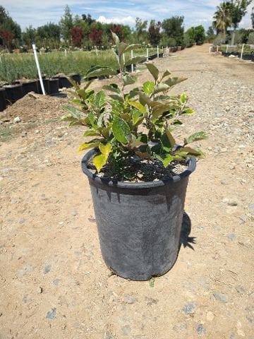 Photo for Elaeagnus pungens (Silverberry)