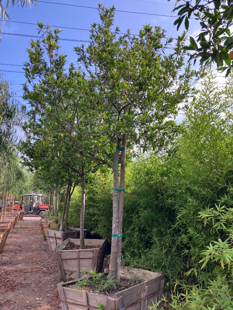 Photo for Prunus caroliniana (Standard) (Cherry Laurel Tree)
