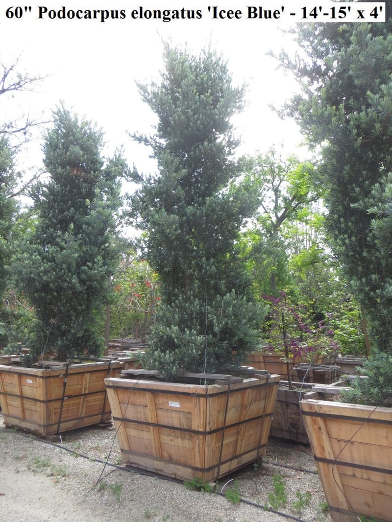 Photo for Podocarpus elongatus 'Monmal' (Column) (Icee Blue Yellow-Wood)