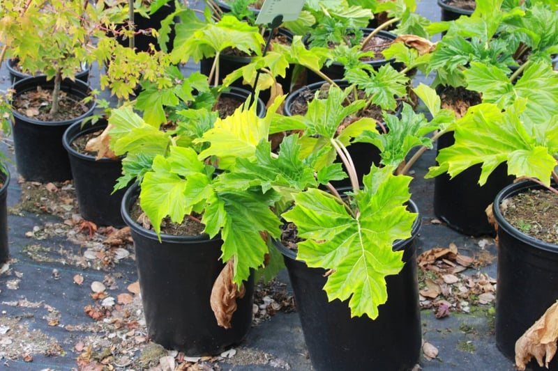 Photo for Acanthus mollis (Bear's Breeches, Oak Leaf)