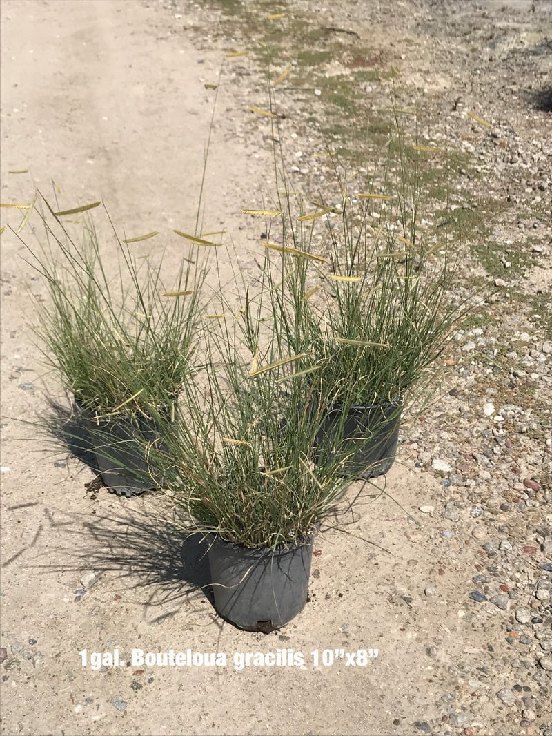 Photo for Bouteloua gracilis 'Blonde Ambition' (Blonde Ambition Blue Grama Grass)