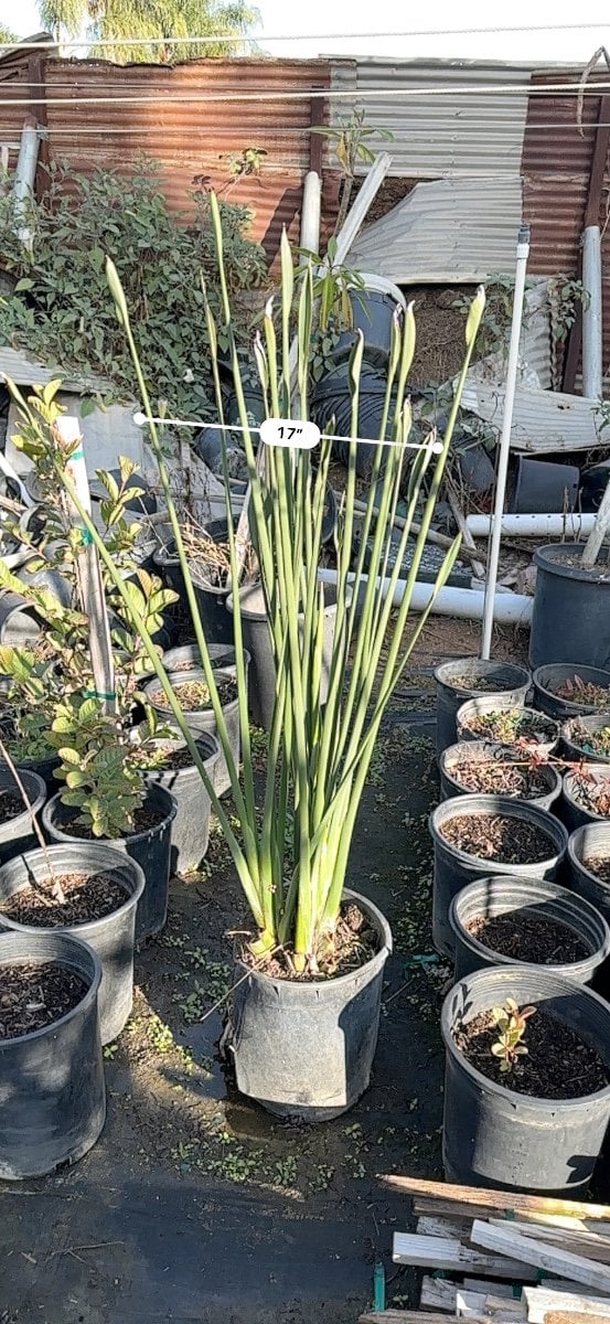 Photo for Strelitzia juncea (Narrow-leafed Bird of Paradise)