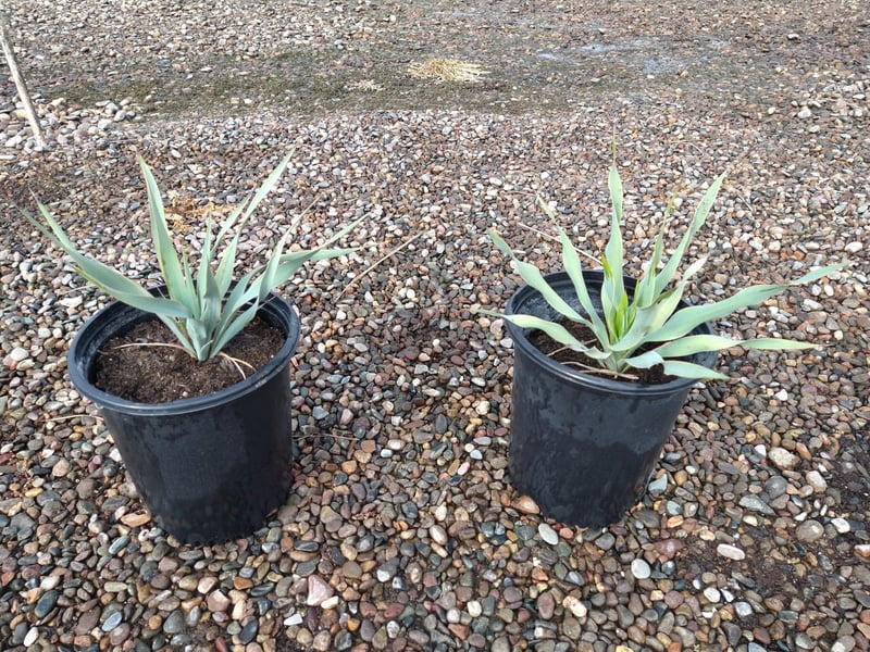Photo for Yucca pallida (Pale Leaf Yucca)