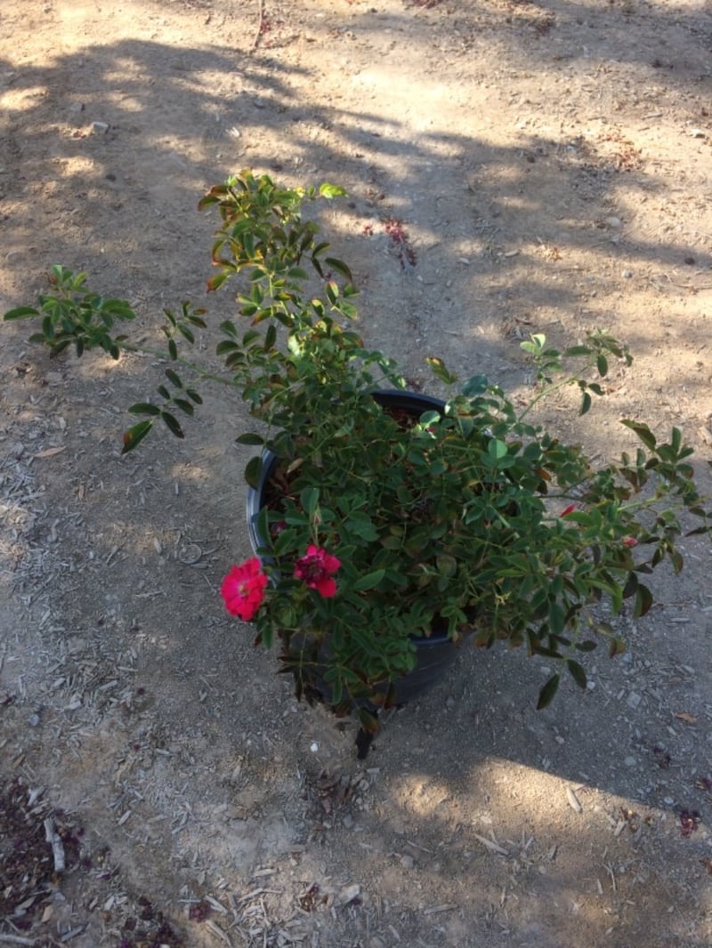Photo for Rosa 'Flower Carpet Red' (Flower Carpet Red Groundcover Rose)