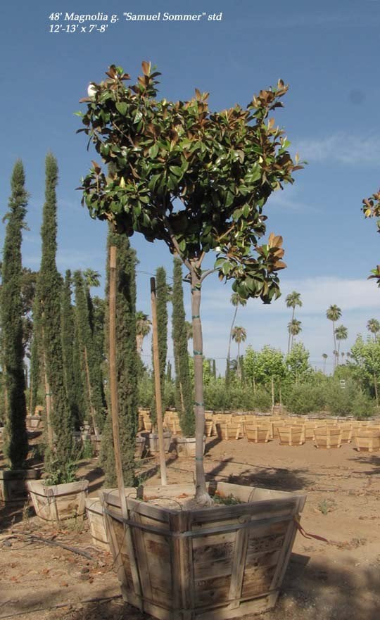 Photo for Magnolia grandiflora 'Samuel Sommer' (Samuel Sommer Magnolia)