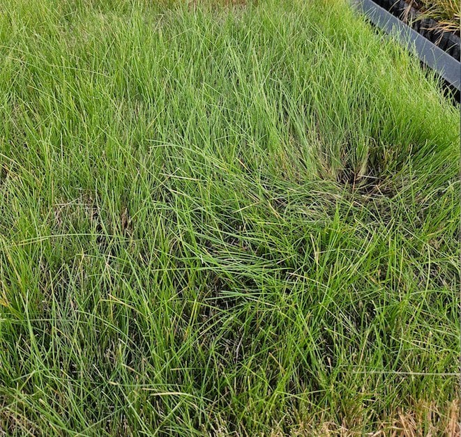 Photo for Festuca rubra 'Molate' (Creeping Red Fescue)