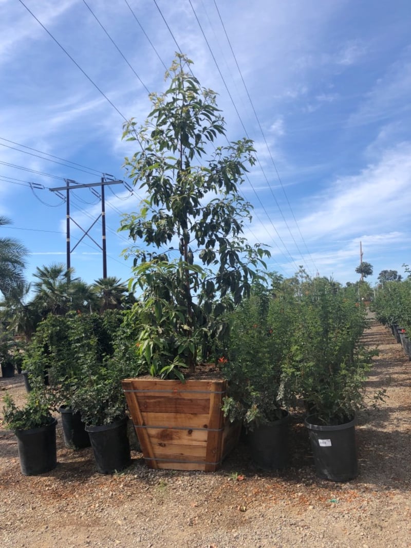 Photo for Lophostemon confertus (Tristania conferta)(Low Branching) (Brisbane Box)