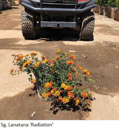 Photo for Lantana camara 'Radiation' (Radiation Bush Lantana)