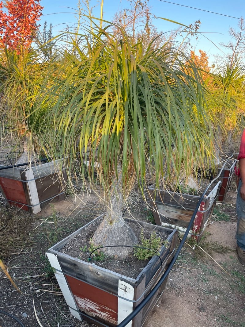 Photo for Beaucarnea recurvata (Ponytail Palm, Bottle Palm)