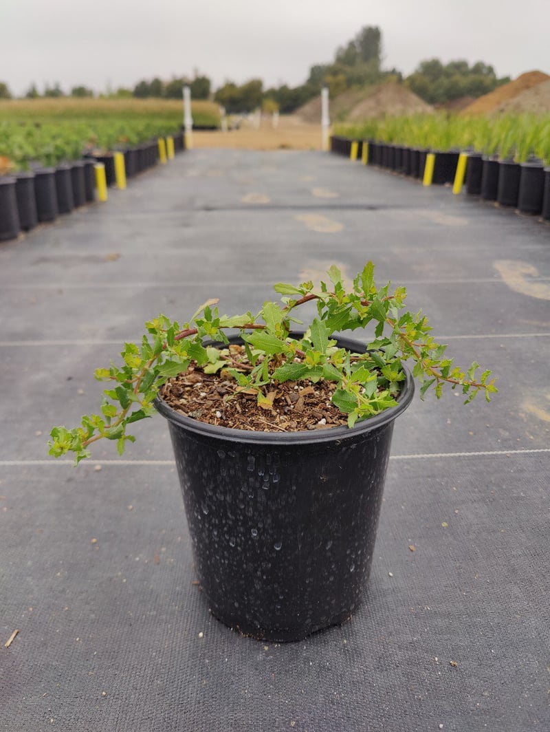 Photo for Baccharis pilularis 'Twin Peaks' (Dwarf Coyote Brush)