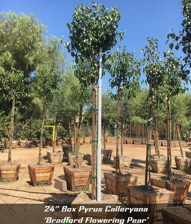Photo for Pyrus calleryana 'Bradford' (Standard) (Bradford Pear)