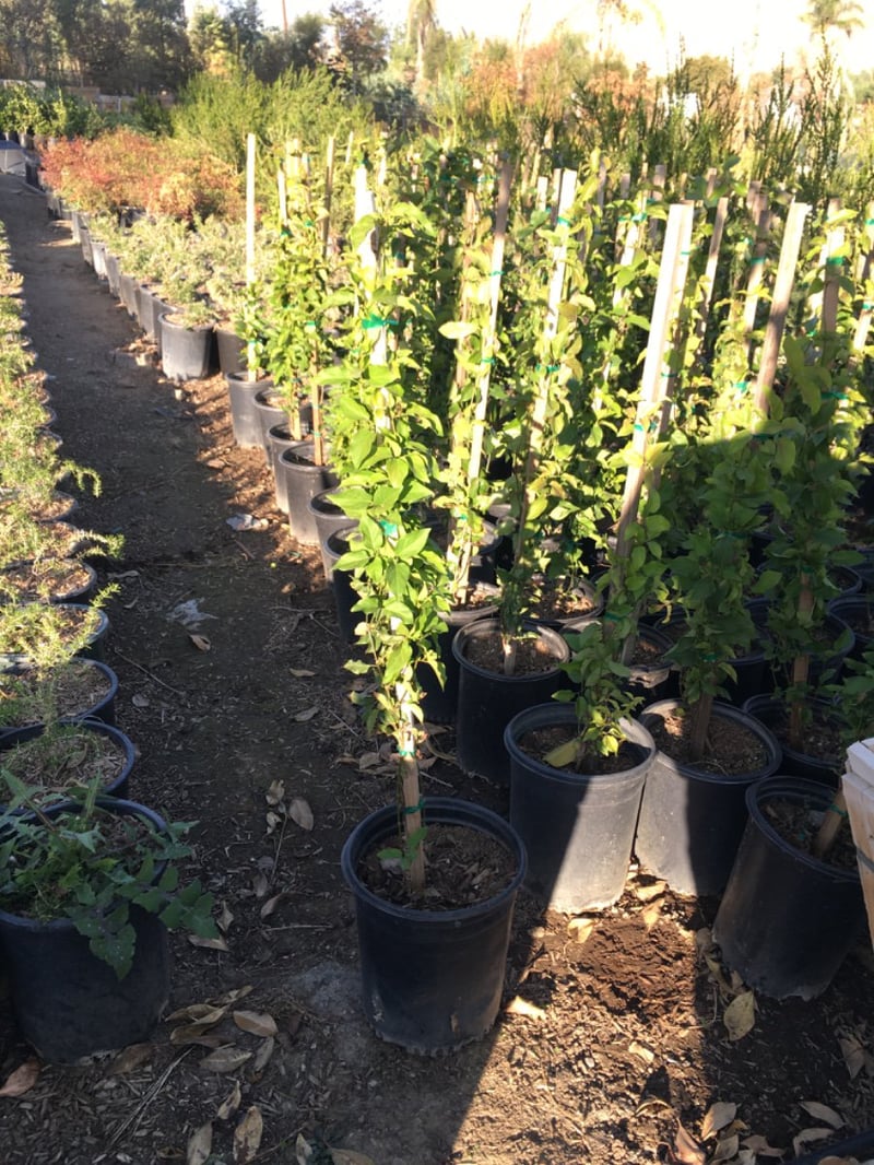 Photo for Distictis buccinatoria (Staked) (Red Trumpet Vine)