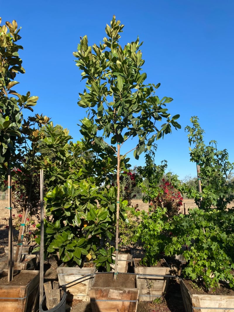 Photo for Magnolia grandiflora (Southern Magnolia)