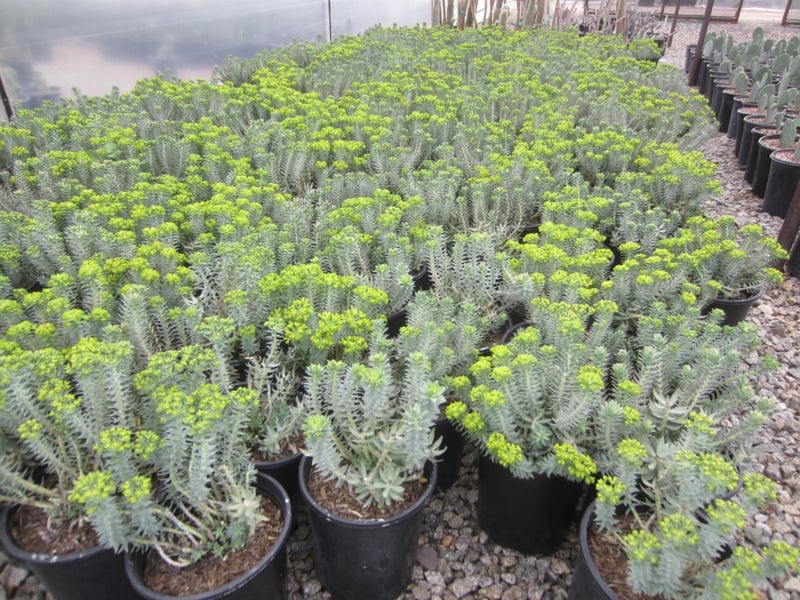 Photo for Euphorbia rigida (Silver Spurge)