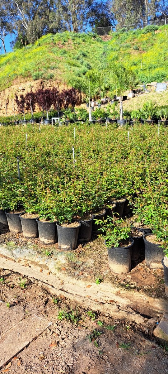 Photo for Rosa 'Iceberg' (White) (Iceberg Shrub Rose)