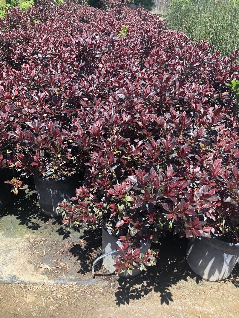 Photo for Azalea 'Little John' (Little John Azalea)