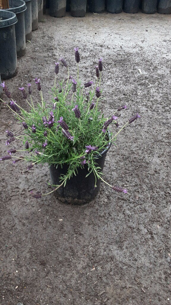 Photo for Lavandula stoechas 'Otto Quast' (Otto Quast Spanish Lavender)