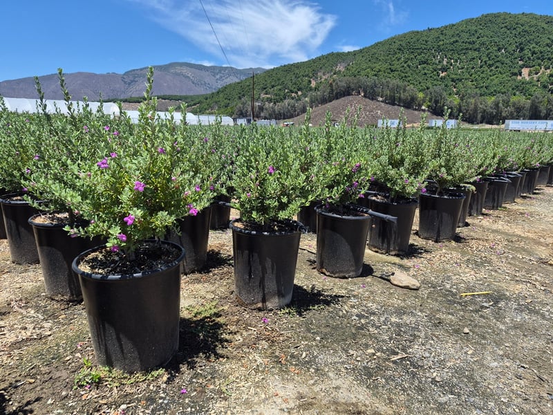 Photo for Leucophyllum frutescens 'Green Cloud' (Green Cloud Texas Ranger)