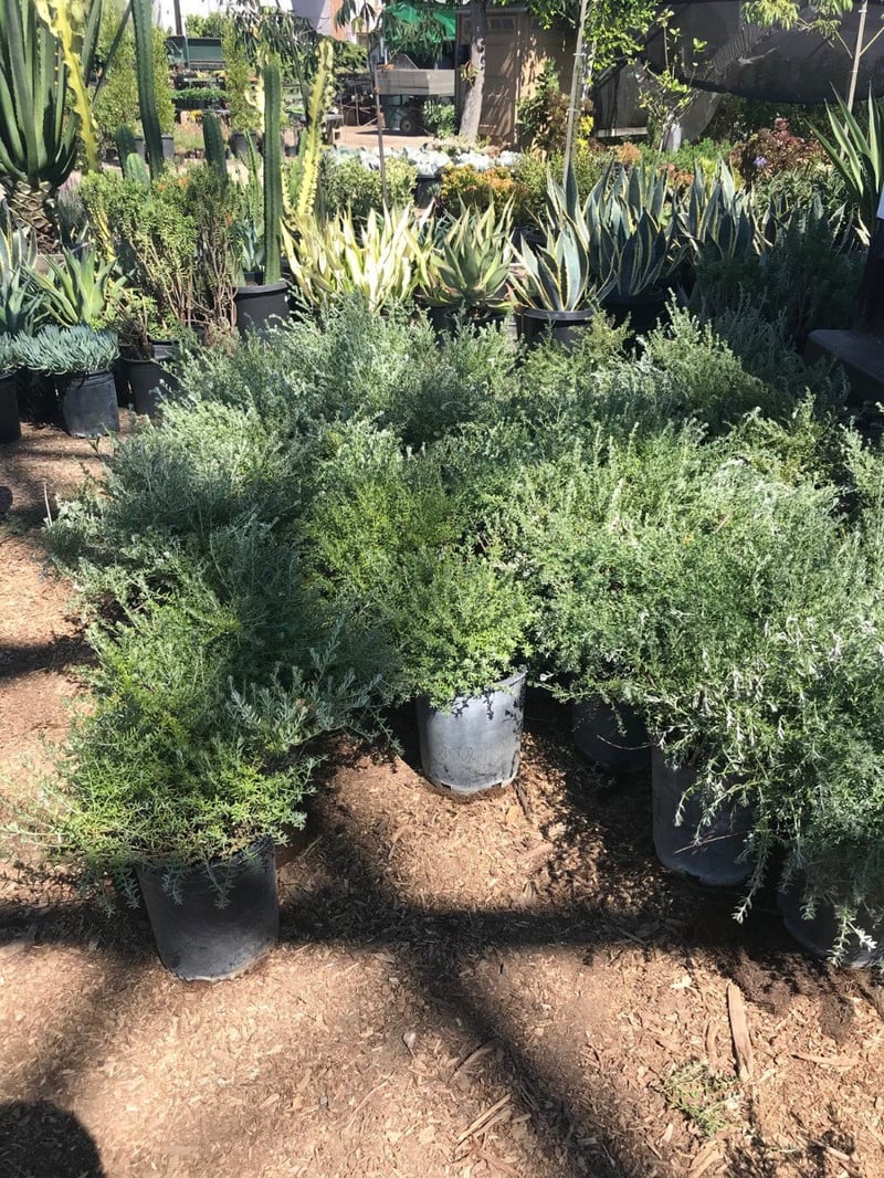Photo for Westringia fruticosa 'Mundi' (Low Coast Rosemary)