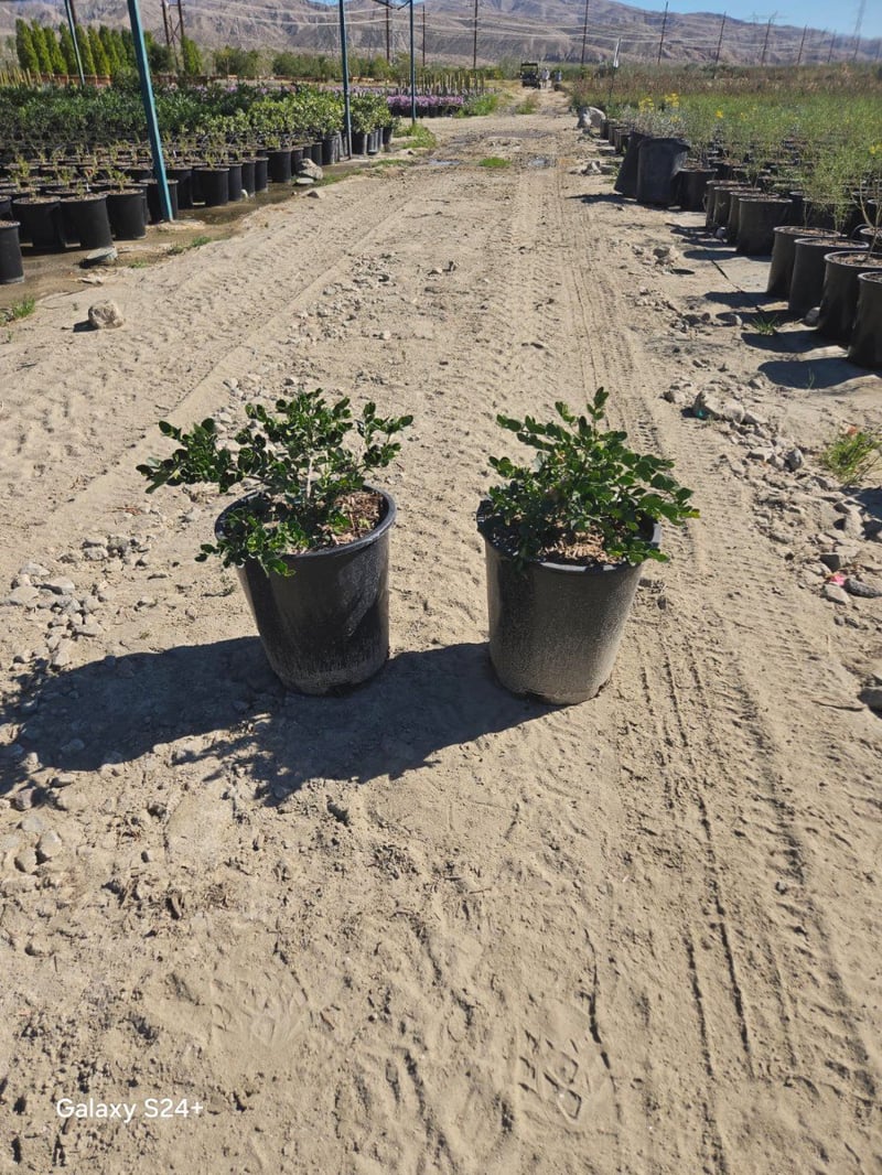 Photo for Carissa macrocarpa ‘Green Carpet’ (Green Carpet Natal Plum)