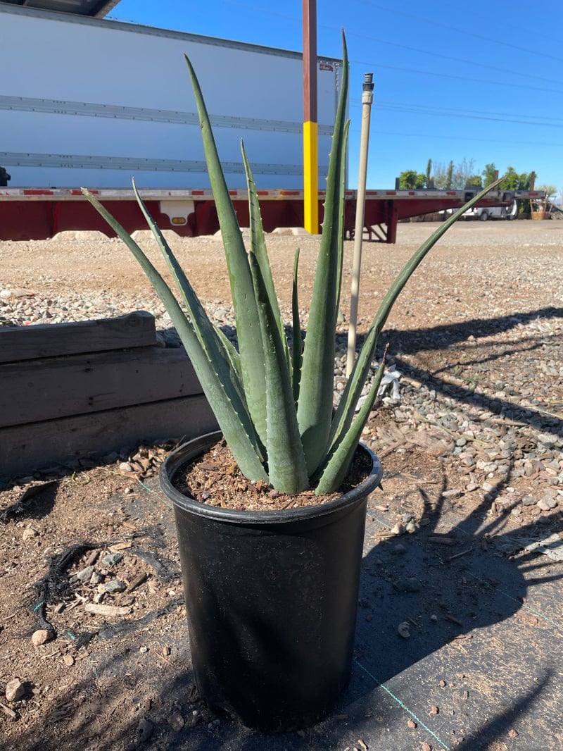 Photo for Aloe barbadensis (Medicinal Aloe Vera)
