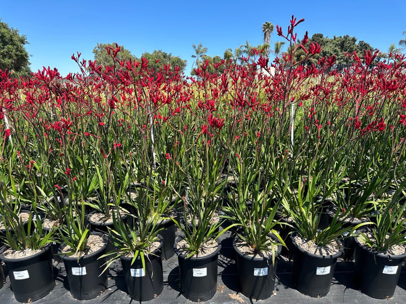 Photo for Anigozanthos flavidus 'Big Red' (Red Kangaroo Paw)
