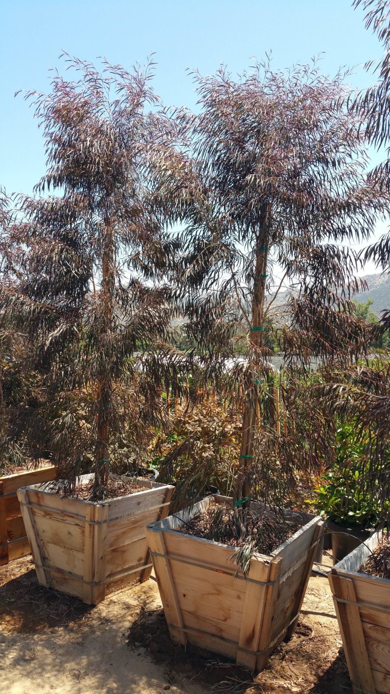 Photo for Agonis flexuosa 'Bergundy' (Standard) (Burgundy Peppermint Willow)