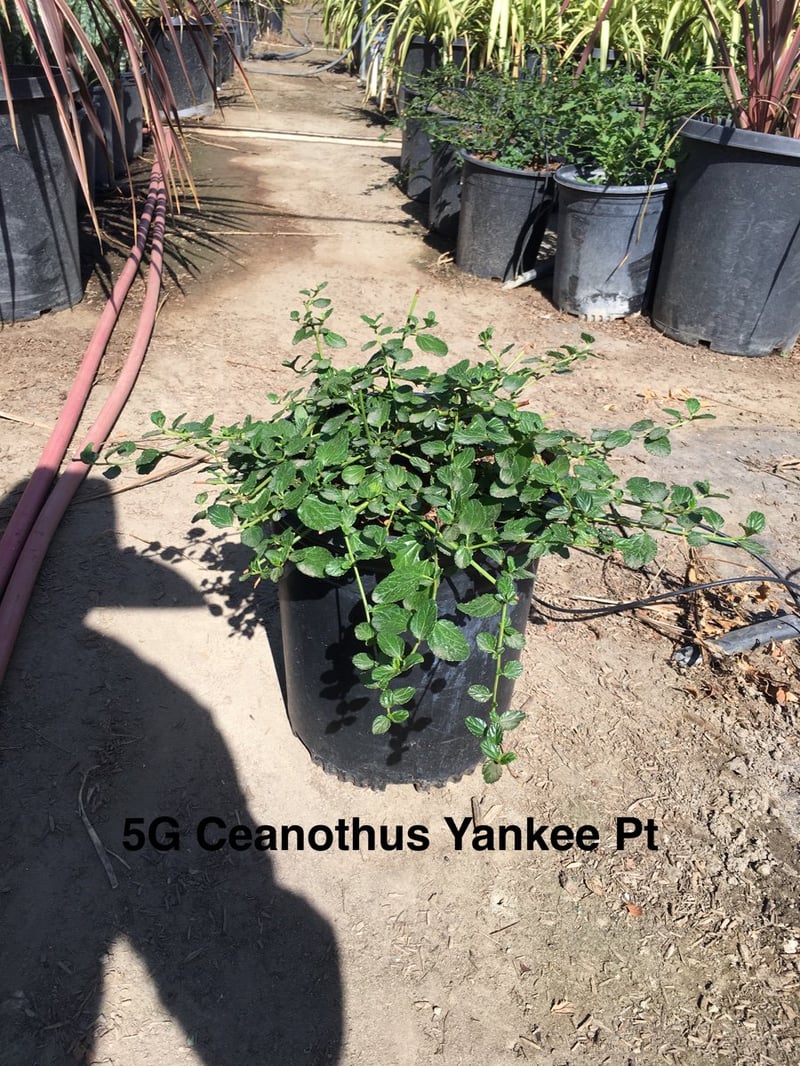 Photo for Ceanothus griseus horizontalis 'Yankee Point' (Yankee Point Ceanothus)