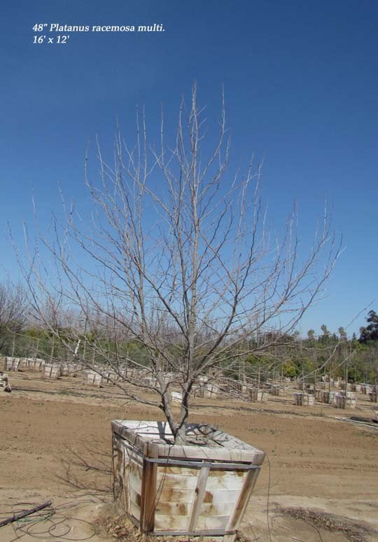 Photo for Platanus racemosa (Multi) (California Sycamore)